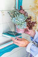 Woman placing the potted succulents onto the shelf
