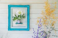 Framed shelf with display of vase with Melianthus foliage and white Agapanthus flowers