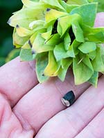 Cerinthe major 'Purpurascens' collecting seed 