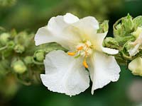 Verbascum x hybridum 'Snow Maiden' 