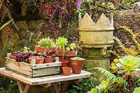 Wooden table with a display of small succulents surrounded by cotoneaster, clay flowerpots and aeoniums.