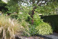 Prunus serrula underplanted with Hakonechloa macra 'Aureola' and Geranium Rozanne - 'Gerwat', with Chionochloa conspicua in the foreground