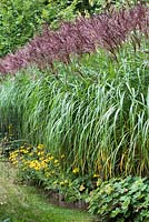 Miscanthus sinensis 'Malepartus' underplanted with rudbeckias