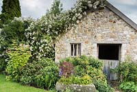 Shade planting beside an old barn covered with Rosa 'Seagull' includes ferns, epimediums, hydrangea and acer 
