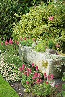 Border featuring stone trough surrounded by flowers of pink diascias and Erigeron karvinskianus 