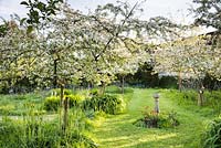 Orchard of fruit trees underplanted with long grasses and blue camassias in May