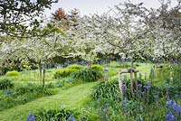 Fruit trees flowering in the orchard, underplanted with blue camassias in May