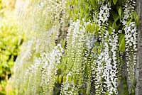 White wisteria 