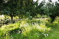 Ox-eye daisies in the orchard