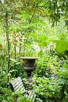 Wooden seat and urn surrounded by lush planting including Gunnera manicata, Cardiocrinum giganteum, candelabra primulas and ferns in the walled garden 