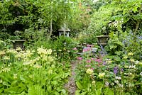 Lush moisture loving planting inside the walled garden including candelabra primulas such as pale yellow Primula florindae and the giant Himalayan lily towering Cardiocrinum giganteum
