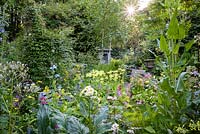 Lush moisture loving planting inside the walled garden including candelabra primulas such as pale yellow Primula florindae, Senecio smithii, Meconopsis baileyi, teasels and the giant Himalayan lily towering Cardiocrinum giganteum