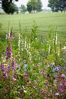 Patch of flowery meadow planting on the edge of the garden including foxgloves, meconopsis, red campion, primulas, polemonium and honesty.