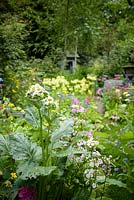 Lush moisture loving planting inside the walled garden including candelabra primulas such as pale yellow Primula florindae, Senecio smithii and the giant Himalayan lily, towering Cardiocrinum giganteum