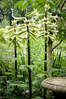 The giant Himalayan lily Cardiocrinum giganteum in the walled garden