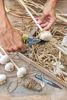 Using secateurs to remove roots from dried Garlic
