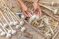 Removing loose papery skin from dried Garlic bulbs