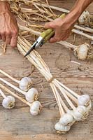 Using secateurs to trim excess off Garlic bulb stalks