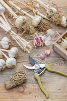 Work bench with harvested dried Garlic ready for tying up and storage