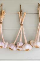 Garlic strung up in bunches for storage