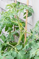 Developing flowers on Solanum lycopersicum - Tomato - plant after four weeks, cordon tied to bamboo cane with garden string