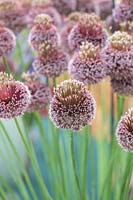 Allium 'Forelock' - Ornamental Flowering Onion
