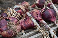 Allium cepa - Onion 'Electric red' drying on a wooden palette