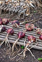 Allium cepa - Onion 'Electric red' and Shallots drying on a wooden palette