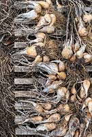 Allium cepa - Shallots 'Echalote grise' drying on a wooden palette