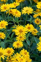 Heliopsis helianthoides var. scabra 'Waterperry Gold' - North American ox-eye 'Waterperry Gold'