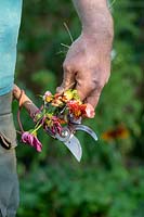 Gardeners hand holding secateurs and deadheaded Dahlia and Cosmos flowers