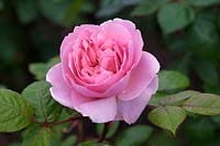 Rosa Brother Cadfael 'Ausglobe' - English Shrub Rose