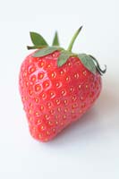 Fragaria x ananassa - Strawberry 'Elsanta'