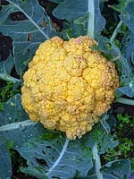 Cauliflower 'Cheddar'     