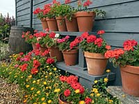 Collection of potted geraniums at the side of a farm barn with water butt  