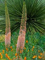 Eremurus robustus - Foxtail lily 