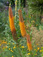 Eremurus isabellinus 'Cleopatra' - Foxtail lily 