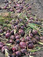 Harvested red onions 'Red Baron' drying on farmland 