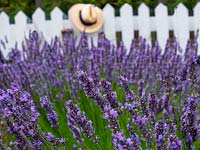 Lavandula 'Hidcote' - English Lavender - white picket fence and hat beyond