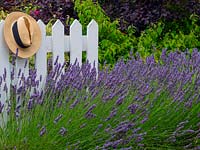 Lavandula 'Hidcote' - English Lavender - with white picket fence and hat