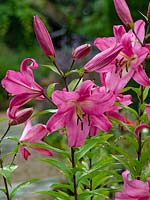 Lilium 'Pink Palace'  - Oriental Trumpet Lily 