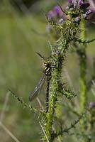 Gold Ringed Dragonfly - Cordulegaster boltonii resting on Marsh Thistle - Cirsium palustre