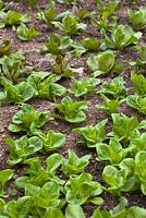 Lactuca sativa 'Little Gem' - Lettuce - at 18cm spacing with Cichorium intybus 'Palla Rossa' - Chicory - at rear at 22cm spacing