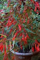 Begonia boliviensis 'Firecracker'