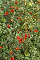 Tagetes patula, 'Burning Embers' makes a perfect companion for Solanum lycopersicum - tomatoes and make intimate contact with the foliage to inhibit whitefly infection