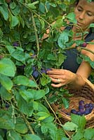 Gardener harvesting Prunus domestica 'Czar' C AGM plums into a basket