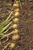 Allium 'Golden Bear' onion from seed sown 31 January and approaching harvest in late July