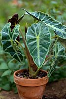 Alocasia x amazonica 'Polly' growing in clay terracotta pot