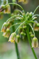 Allium siculum syn. Nectaroscordum siculum - Honey Garlic, Sicilian Honey Lily, Sicilian Honey Garlic, Mediterranean Bells