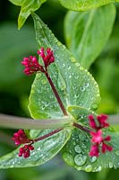 Rain drops on Centranthus ruber - Red Valerian 